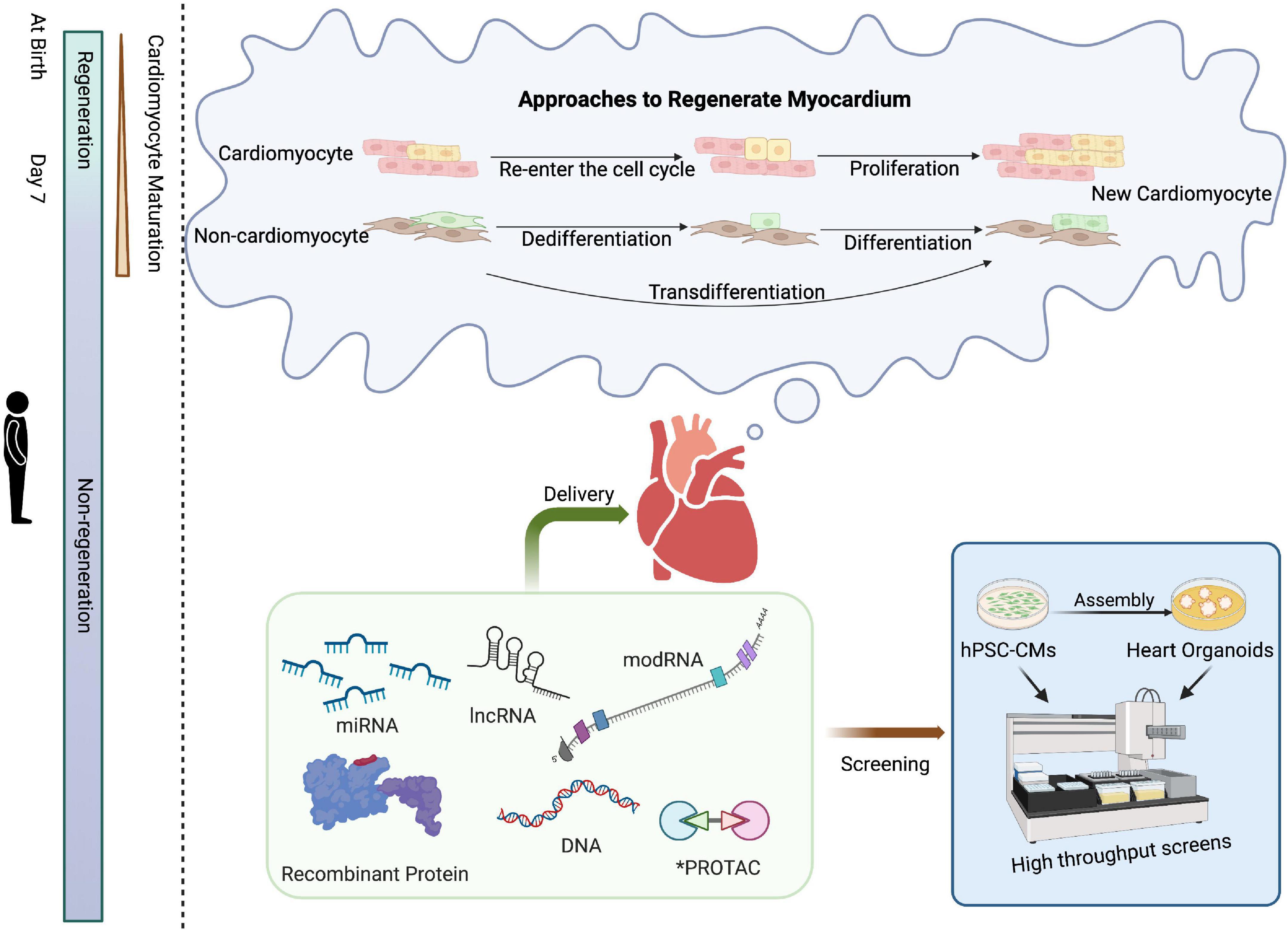 Cardiac regeneration: Options for repairing the injured heart